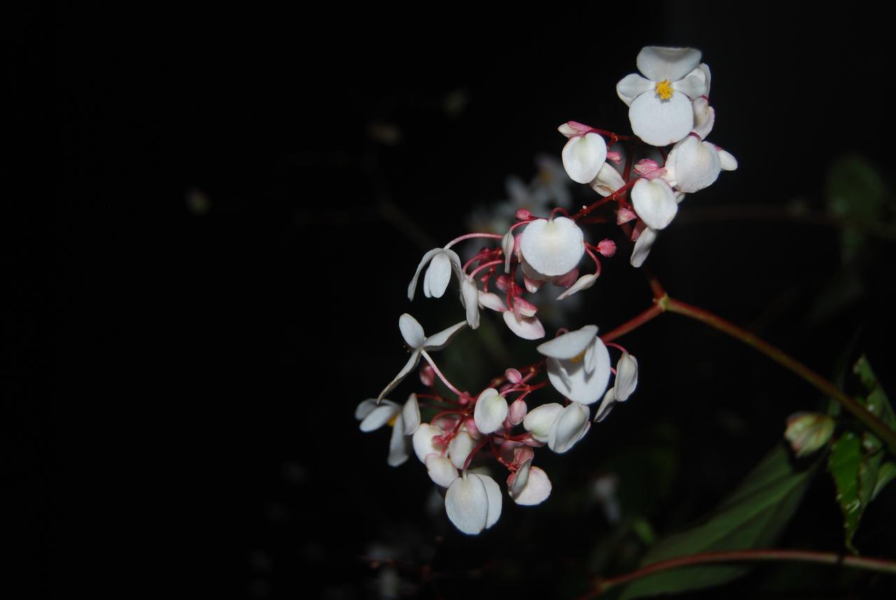 T Cherry Villa Munnar Eksteriør bilde