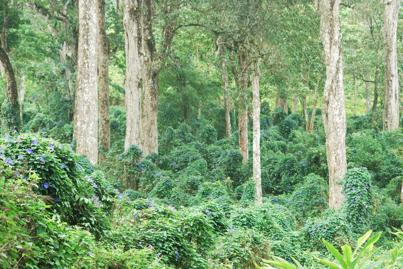 T Cherry Villa Munnar Eksteriør bilde