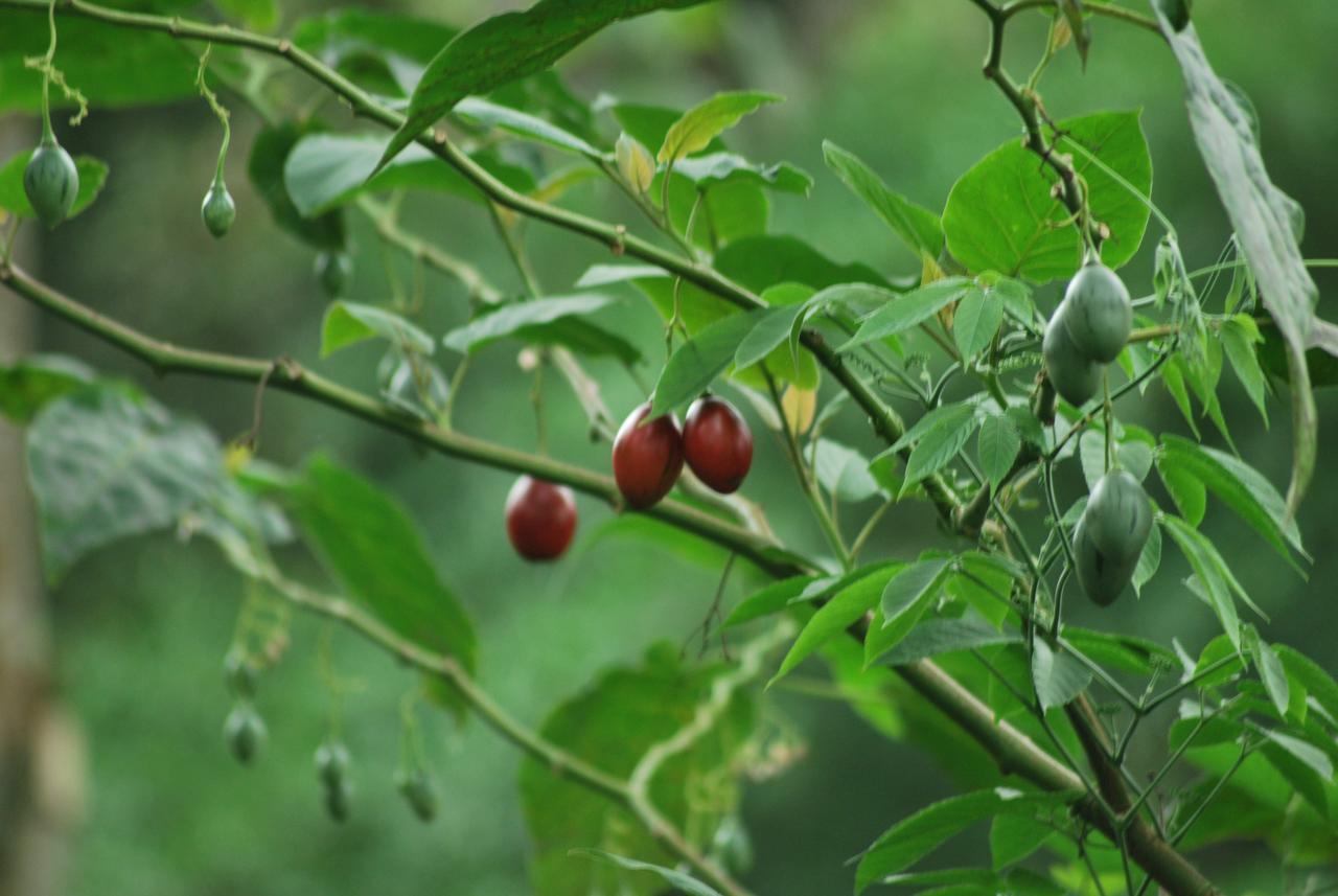 T Cherry Villa Munnar Eksteriør bilde